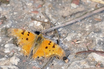 Polygonia egea (Southern Comma), Crete