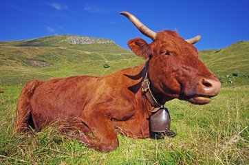 Vache de race Salers en estive dans les monts du cantal. Auvergne, France.