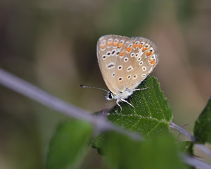 Common Blue - Polyommatus icarus, Greece 