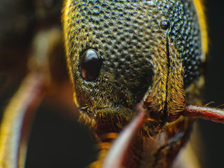 The Ants head Extreme macro shot of Ant face details.