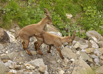 One young alpine ibex skipping on the other