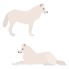 
Vector illustration of standing and lying arctic wolves isolated on white background