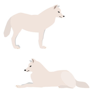  Vector illustration of standing and lying arctic wolves isolated on white background © slybrowney