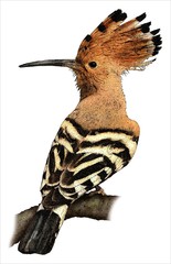 Drawing of an African Hoopoe (upupa epops) © Roger