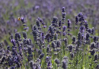 Campo di lavanda