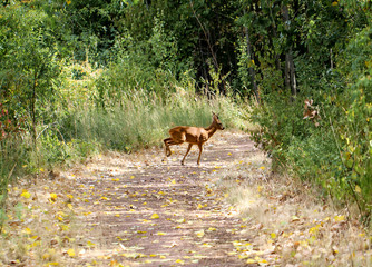 Reh springt über einen Waldweg 