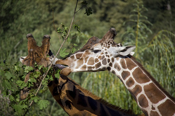 Eating giraffes.