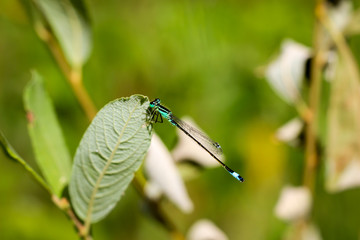 Libelle, Azurjungfer, Kleinlibelle, Prachtlibelle, Odonata, Odonatoptera, Insekten