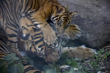 Sumatran tiger cub playing with mother.