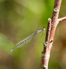 Libelle, Azurjungfer, Kleinlibelle, Prachtlibelle, Odonata, Odonatoptera, Insekten