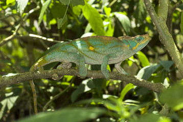 Caméléon De Parson, Calumma Parsonii, Madagascar © JAG IMAGES