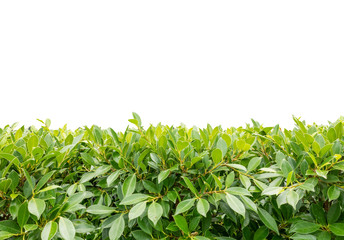 Green hedge or green leaves : Isolated on white background
