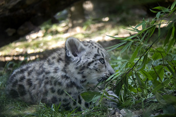 Snow leopard cub.
