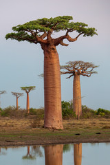 Beautiful Baobab trees at sunset at the avenue of the baobabs in Madagascar