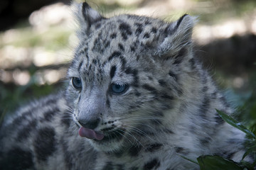 Snow leopard cub.