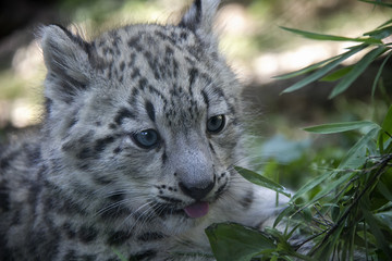 Snow leopard cub.