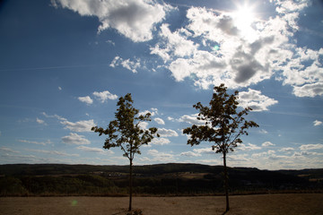 Bäume in der Mittagssonne