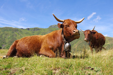 Vaches de race Salers en estive dans les monts du cantal. Auvergne, France.