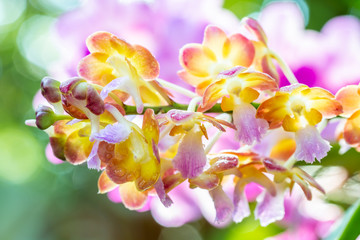 Colorful orchids, name: Rhynchorides Bangkok sunset.