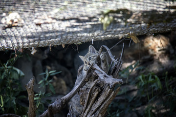 Wildcat kitten.