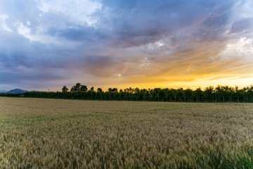 Germany, Colorful sunset summer sky over corn field landscape
