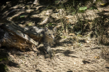 Wildcat kitten.