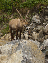 Watching alpine ibex with long horns standing on the stone