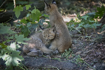 Naklejka na ściany i meble Lynx cubs.