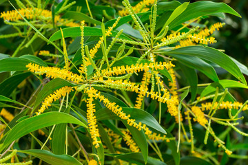 Fototapeta premium Earleaf acacia (acacia auriculiformis), yellow flowers closeup - Delray Beach, Florida, USA