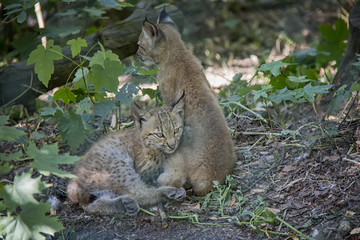 Lynx cubs.
