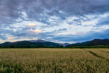 Germany, Mountain landscape of nature region black forest near Freiburg