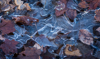 Leaves Frozen In Ice