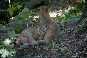 Lynx cubs.