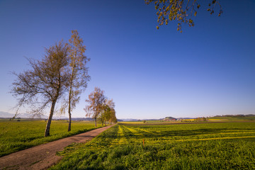 Wind-shaped Birch Trees and Countryside Fields on a Sunny Spring Day.