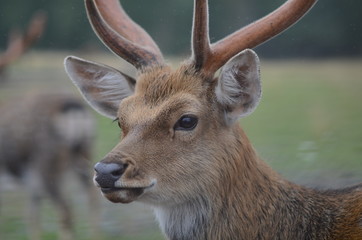 Maral (red deer) in the reserve. a group of deer on an animal farm