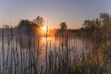 Sunrise Light Piercing Through Mist and Trees and Reflecting in Lake Behind Cat’s Tails.