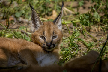 Portrait of caracal cub.