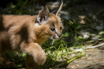 Caracal cub.