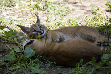 Playing caracal cubs.