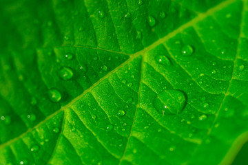 Rain drops on a leaf