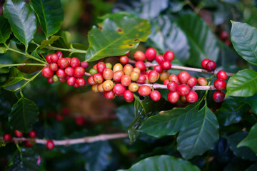 Ripe Coffee beans  on tree in  thailand