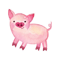 Watercolor Pig. 2019 Chinese New Year of the Pig. Christmas greeting card.   Isolated on white background. Cute watercolor illustration. 