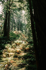 Muir Woods