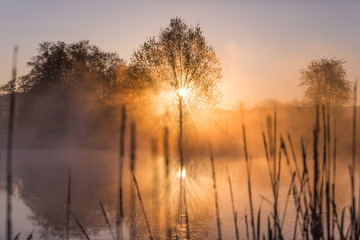 Sunrise Light Piercing Through Mist and Trees and Reflecting in Lake Behind Cat’s Tails.