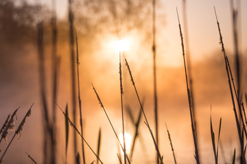 Sunrise Light Piercing Through Mist and Trees and Reflecting in Lake Behind Cat’s Tails.