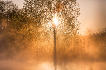 Sunrise Light Piercing Through Mist and Trees and Reflecting in Lake in Sceptre Shape.