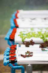 Hydroponic vegetable plantation system in Thailand