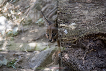 Caracal cub hidden in the log.