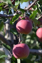 Apple in an orchard that harvested time