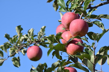 Apple in an orchard that harvested time